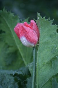 img_3081.jpg.jpg