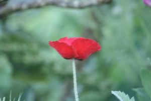 img_3110.jpg.jpg