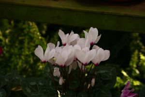 img_3150.jpg.jpg