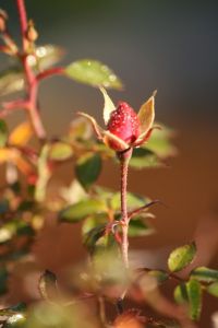 img_3161.jpg.jpg