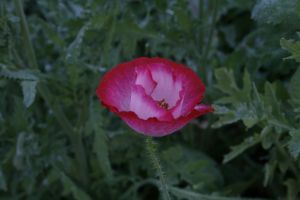 _MG_7449.jpg.JPG
