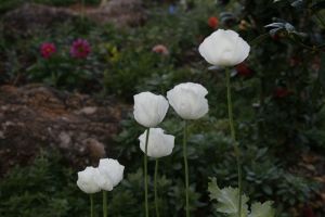 _MG_7454.jpg.JPG