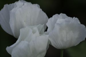 _MG_7456.jpg.JPG