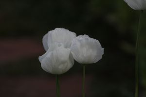 _MG_7457.jpg.JPG