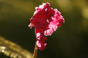 _MG_7568.jpg.JPG