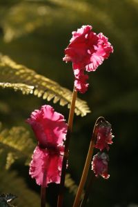 _MG_7569.jpg.JPG