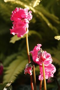 _MG_7573.jpg.JPG