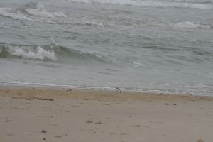 _mg_2095.jpg.jpg