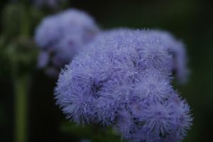 _mg_7397.jpg.jpg