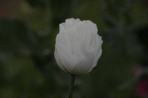 _mg_7399.jpg.jpg