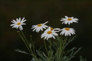 _mg_7411.jpg.jpg