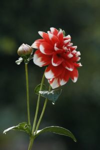 _mg_7480.jpg.jpg