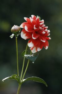 _mg_7481.jpg.jpg