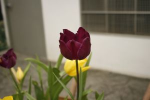 _mg_7752.jpg.jpg