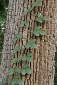 _MG_3444.JPG