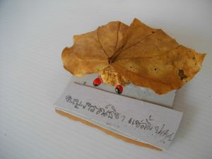 IMGP2753.JPG