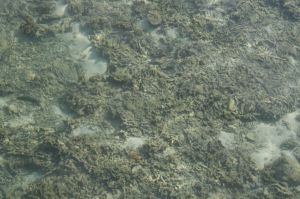 img_1365.jpg