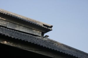 IMG_1448.JPG