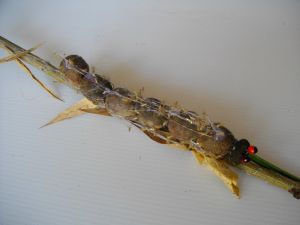 imgp2676.jpg