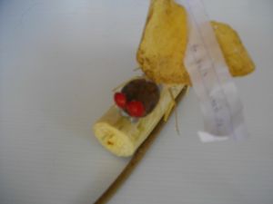 imgp2728.jpg