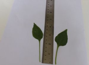 HPIM0505.JPG