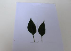 HPIM0507.JPG