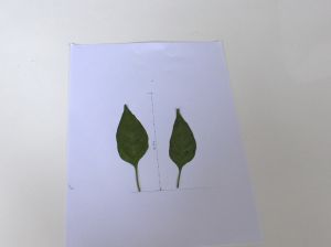 HPIM0508.JPG