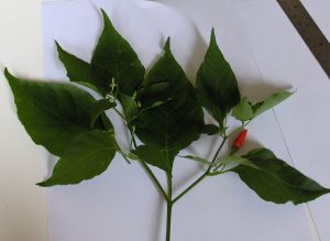 HPIM0514.JPG