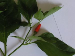 HPIM05142.jpg