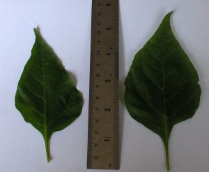 HPIM0515.jpg