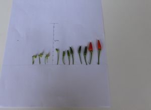 hpim0510.jpg