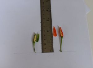 hpim0511.jpg