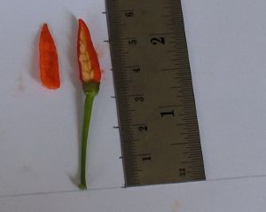 hpim0512.jpg