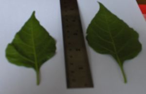 hpim0516.jpg