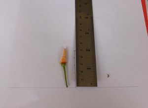 hpim0523.jpg