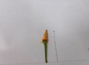 hpim0524.jpg