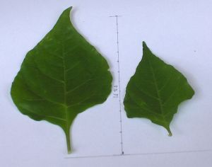 hpim0528.jpg