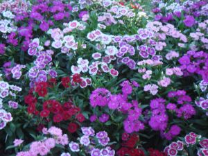 DSC00592.JPG