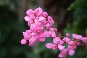 img_7003.jpg