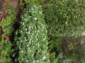 IMG_0805.JPG