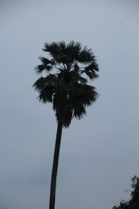 IMG_5049.JPG