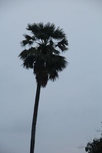 IMG_5050.JPG