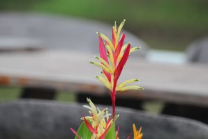 IMG_3486.JPG