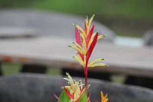 IMG_3487.JPG