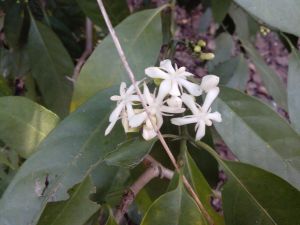 IMG_20130222_153205.jpg