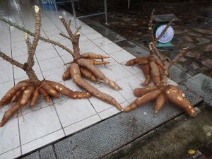 DSCF1395.JPG