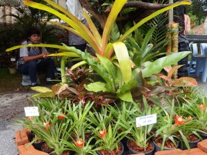 DSCF1273.JPG