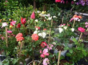 DSCF1274.JPG