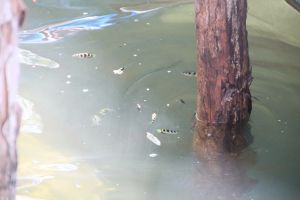 IMG_8195.JPG