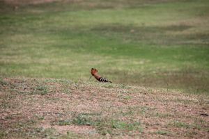 IMG_6661.JPG